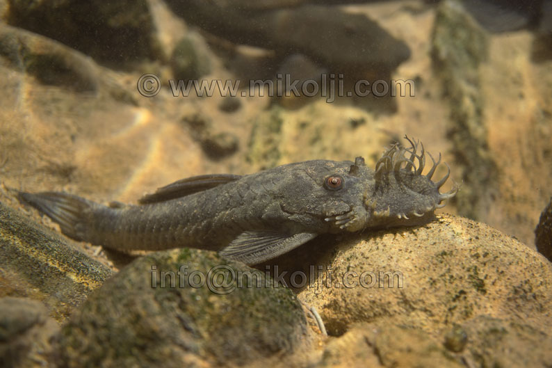 new, rare, animal, pleco, fish, Ancistrus, nationi, sucker, bushynose, bristlenose, catfish, corroncho, aquarium, stock, royalty free, aquarium hobby, ivan, mikolji, peces, agua, dulce, rios, silvestres, Venezuela, calendarios, libres de derecho, fotos publicitarias, venta de fotos, aquatic, background, beauty, blue, color, colorful, creature, decoration, decorative, dive, fin, fishtank, freshwater aquarium plants, gills, macro, orange, red, pet, stripe, swim, tank, tropical, underwater, water, white, yellow, wild, rare, amazon, wallpaper, background, macro, side-view, lateral, venezolanos, fotografos, atlas, species, especie, fishing, unidentified
